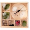 image:imageKikkerland Huckleberry My Little Museum Bug Box Collection Observation Bug House 7 Compartments inBuilt Magnifying Lenses for Insect Collecting
