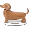 Dachshund