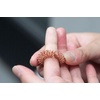 image:imageKikkerland Flexible Sensory Massage Small Acupressure Rings Set of 3 Therapy Stress Anxiety Relief Relaxation