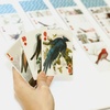 image:imageKikkerland 3D Lenticular Bird Pokersize Deck 54pc Standard Index Waterproof Novelty Playing Cards