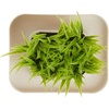 image:imageKikkerland Potted Pen Phone Stand SC25