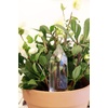 image:imageKikkerland Hand Blown Glass Self Watering Stake for Potted Plants Water from a Crystal Indoor Outdoor Gardening