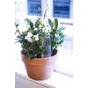 image:imageKikkerland Hand Blown Glass Self Watering Stake for Potted Plants Water from a Crystal Indoor Outdoor Gardening