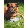 image:imageKikkerland Kobe Fake News Newspaper Print Canvas Squeaker Novelty Dog Toy for Small Medium Large Dogs