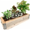 image:imageKikkerland Water from a Stone Hand Blown Glass Automatic SelfWatering Plant Globes Set of 2