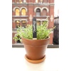 image:imageKikkerland Reusable Garden Markers